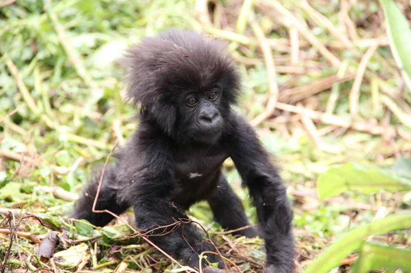 Baby gorilla Rwanda