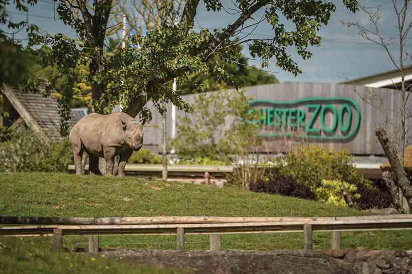 Rhino at Chester Zoo