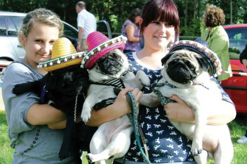 Pugs in party hats