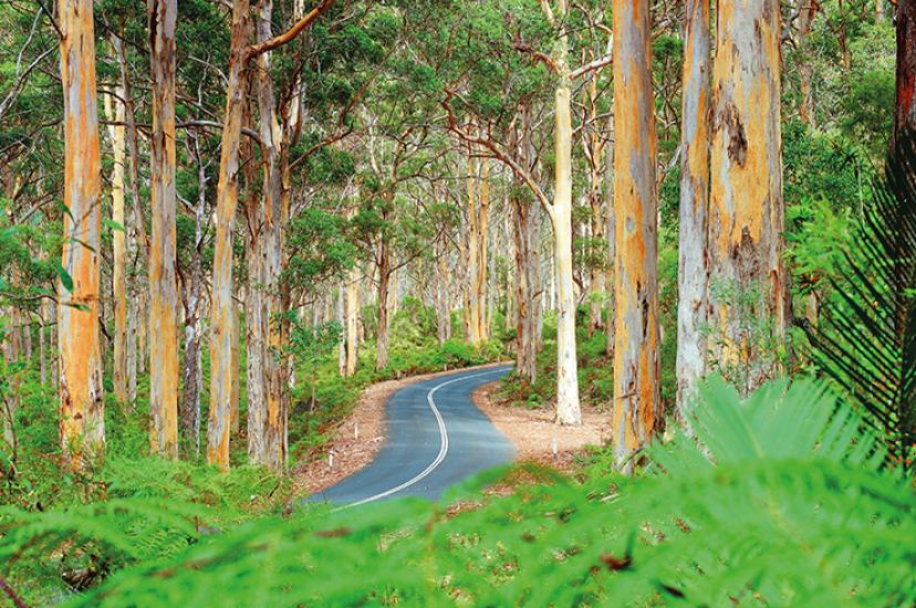 Margaret_river_road