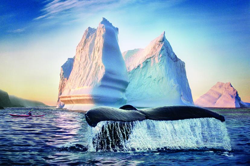 Whale Iceberg