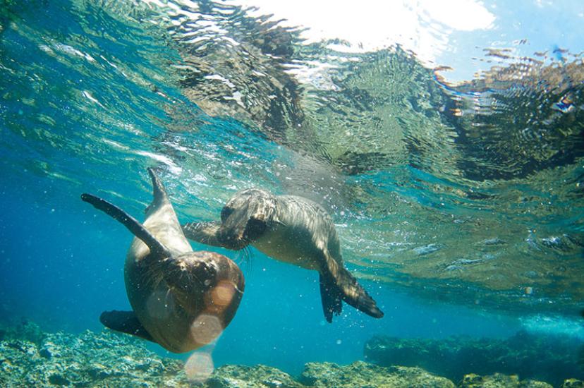 Sea Lions.jpg