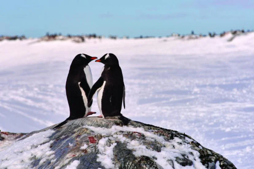 Penguins in Antartica .jpg