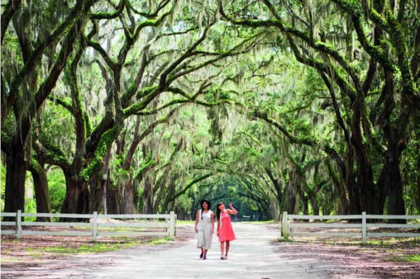 Spanish-moss covered oak trees in Savannah, Georgia