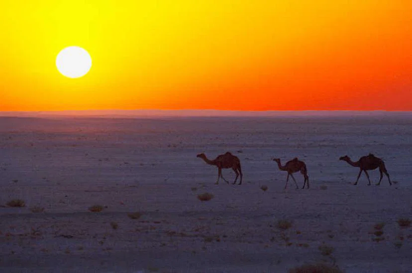 Camels in desert.jpg