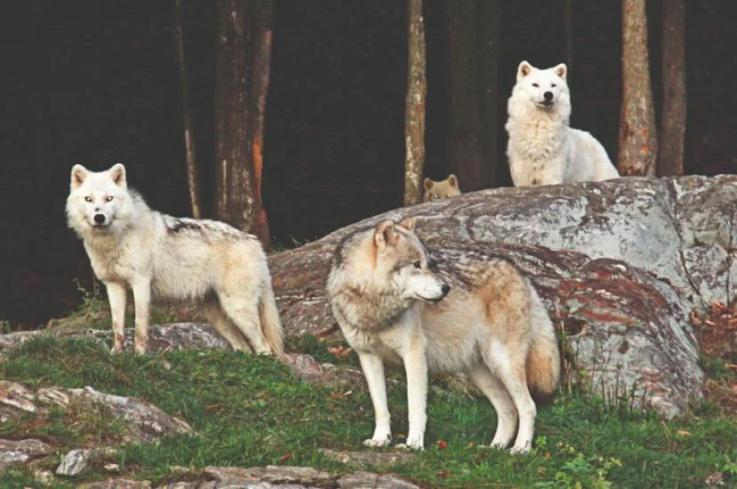Parc Omega in Canada_