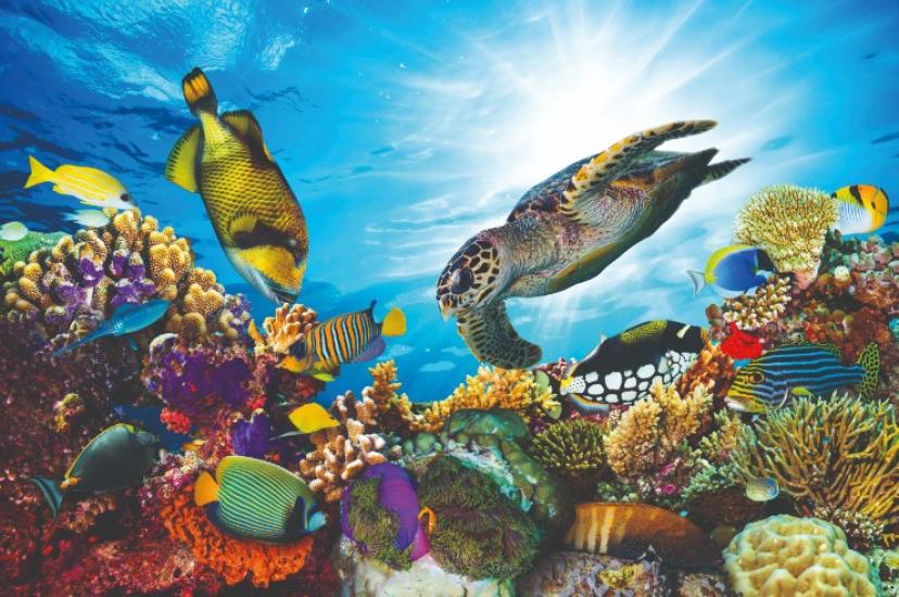 Tropical fish and turtles swimming in the Maldives