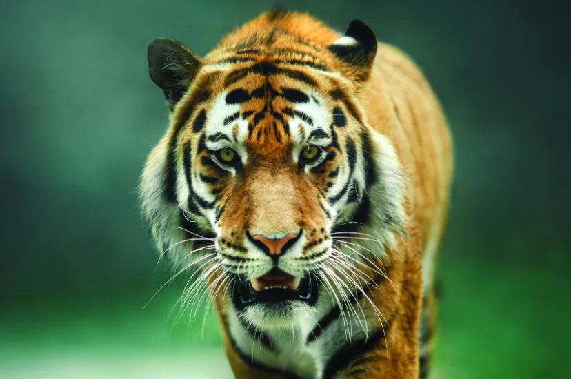 India is home to around 80% of the world’s tigers