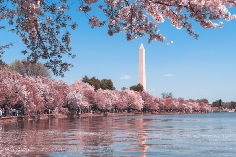 The city dazzles in cherry blossom season (Credit: Andy He / Unsplash)