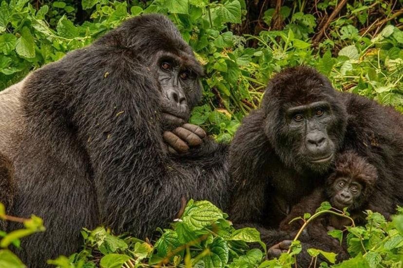 Gorillas
