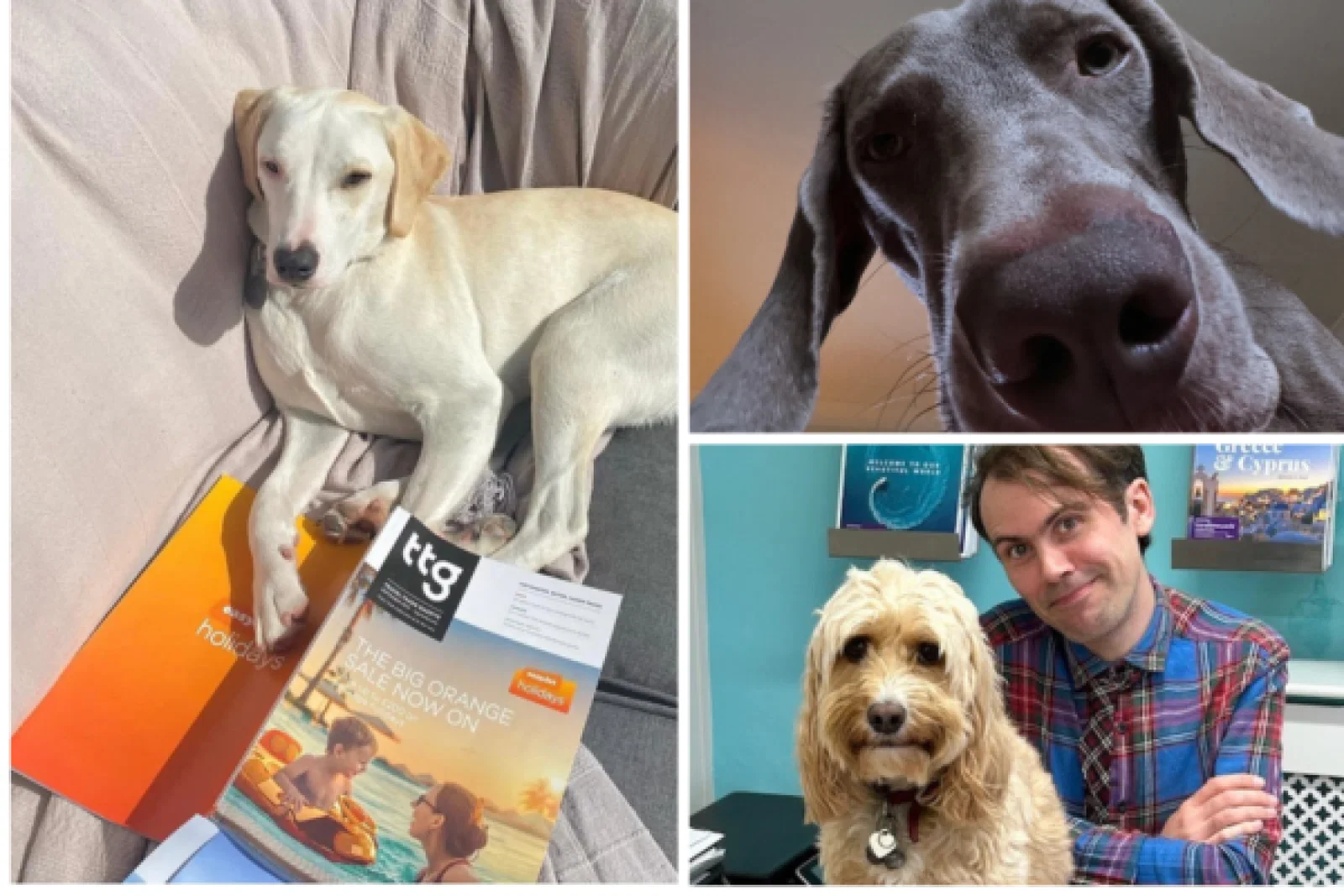 Image of three dogs owned by travel agents