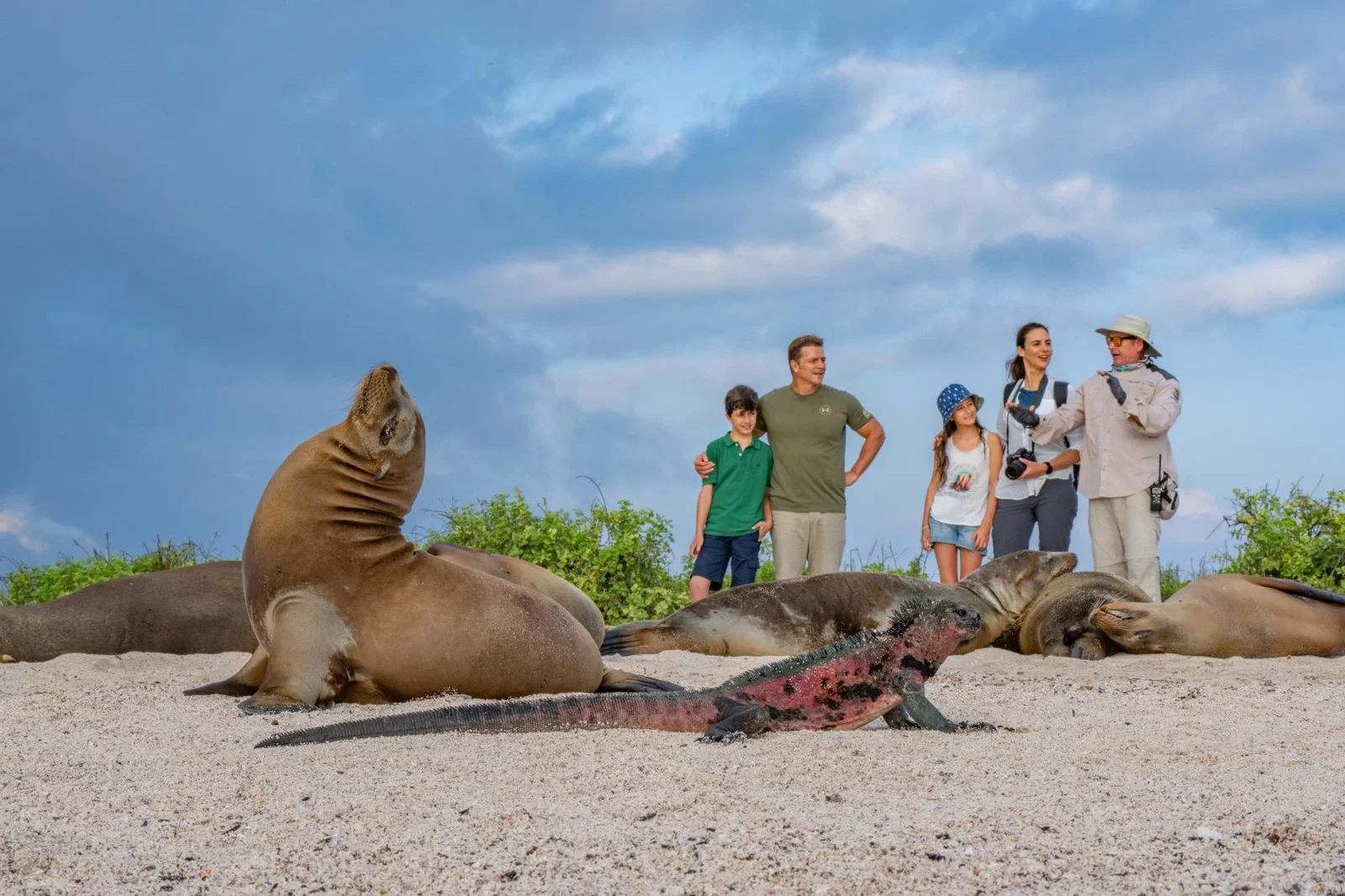 Seal on a beach with family and guide watching behind