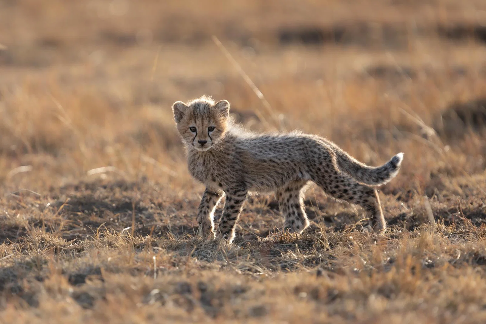 Lion cub at Enonkishu Conservancy