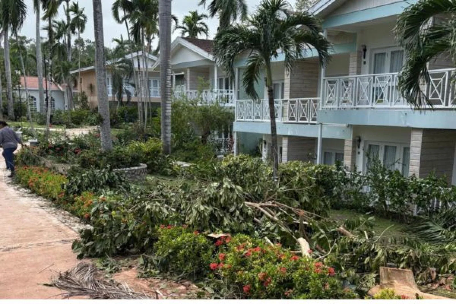 Fallen palm trees at Sandals Ochi after hurricane Melissa in Jamaica