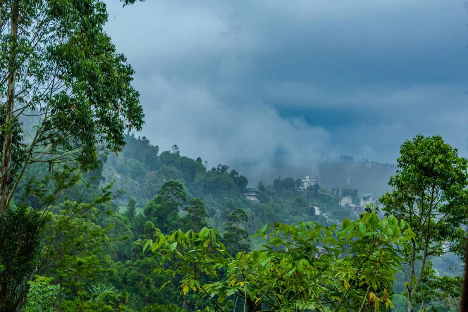 A cloudy day in the Sri Lankan rainforest