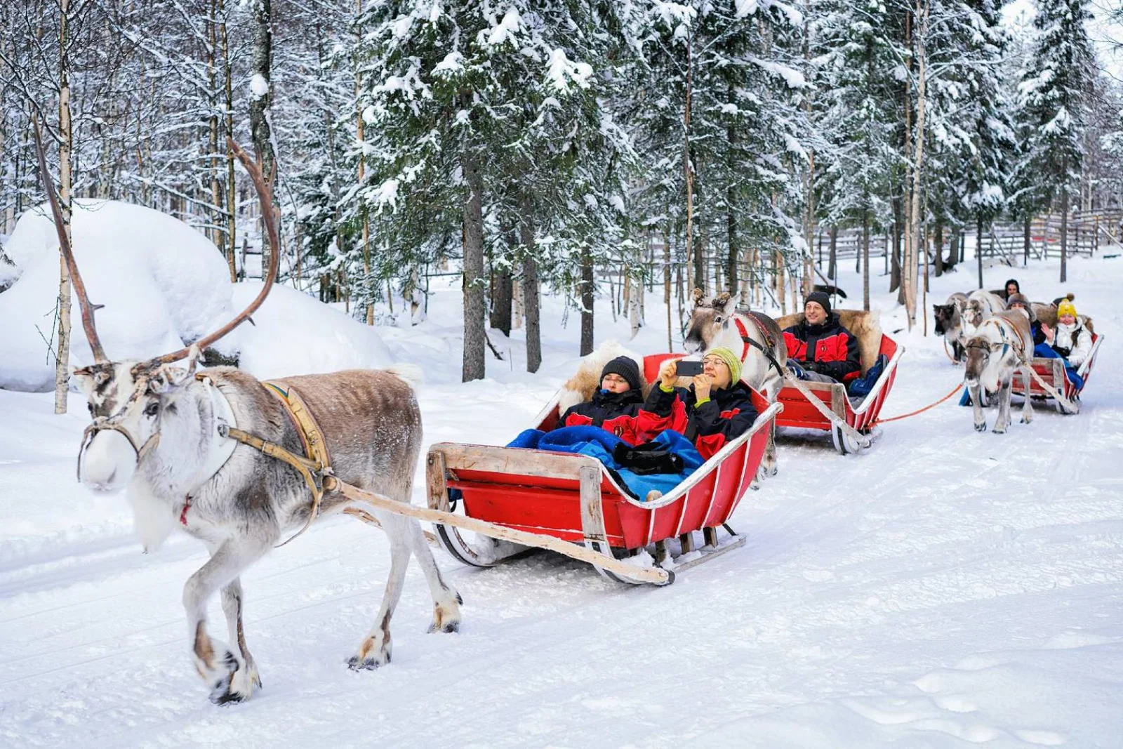 Reindeer sledge ride in Finland