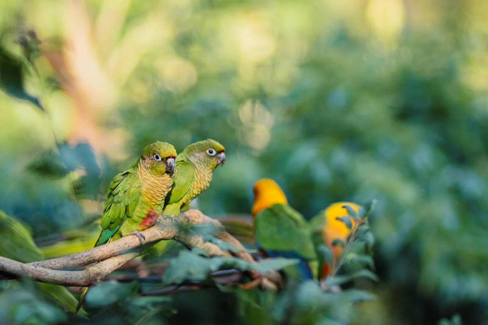 Three yellow birds on branch in the rainforest