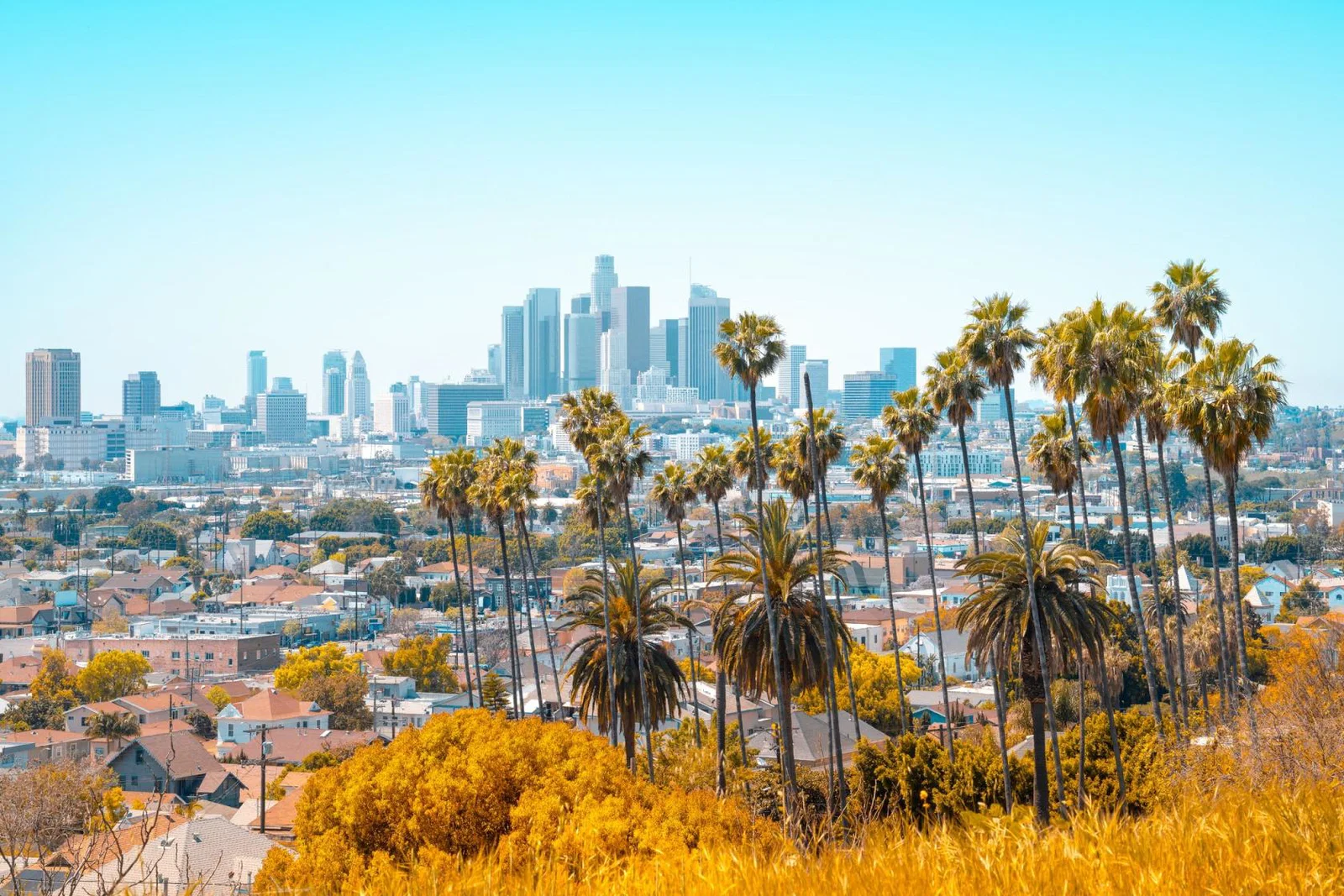 View of Los Angeles skyline on sunny day with palm trees in foreground