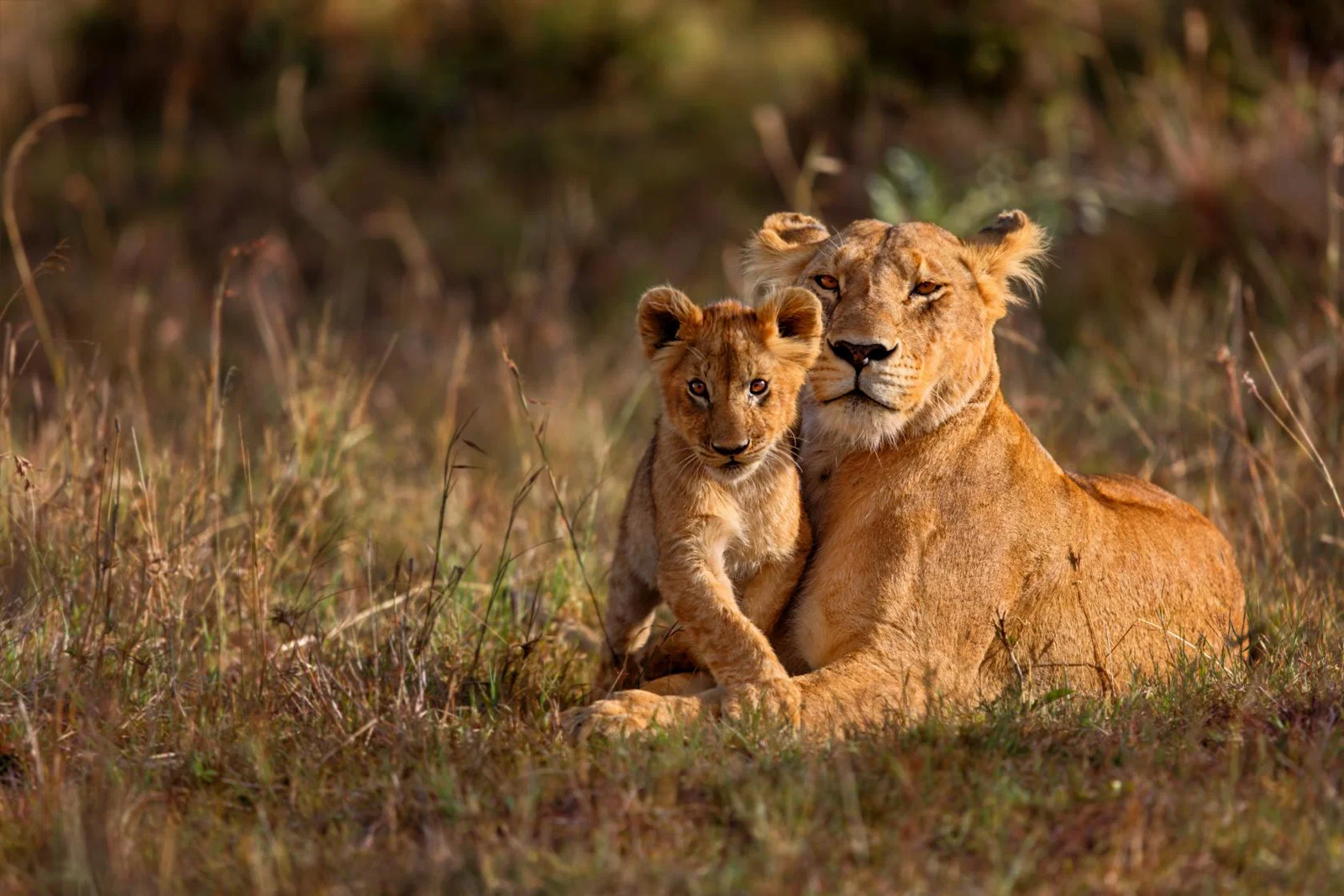 Lioness and cub