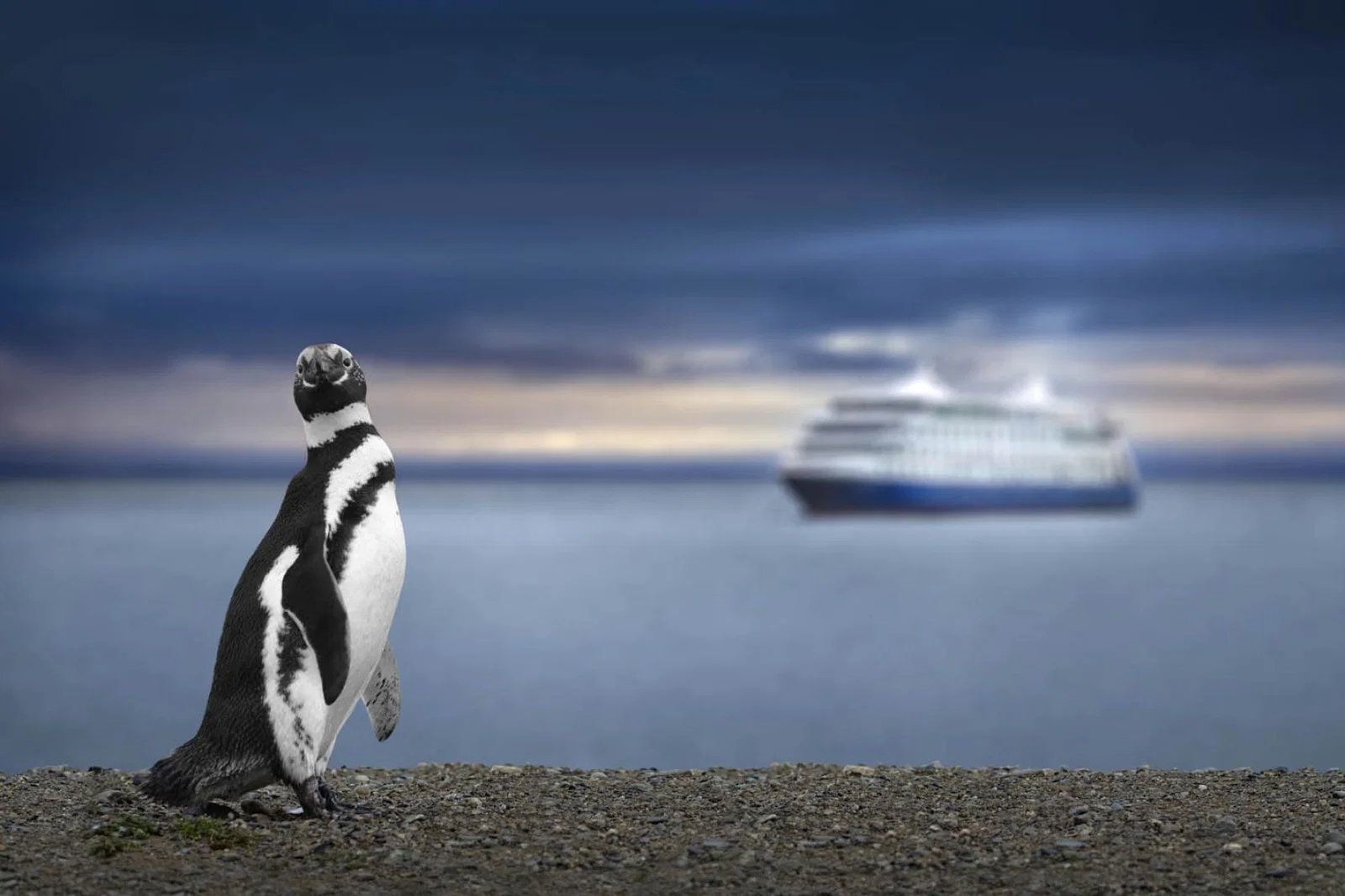 Magellanic penguin (stock) - (NB: South American species)