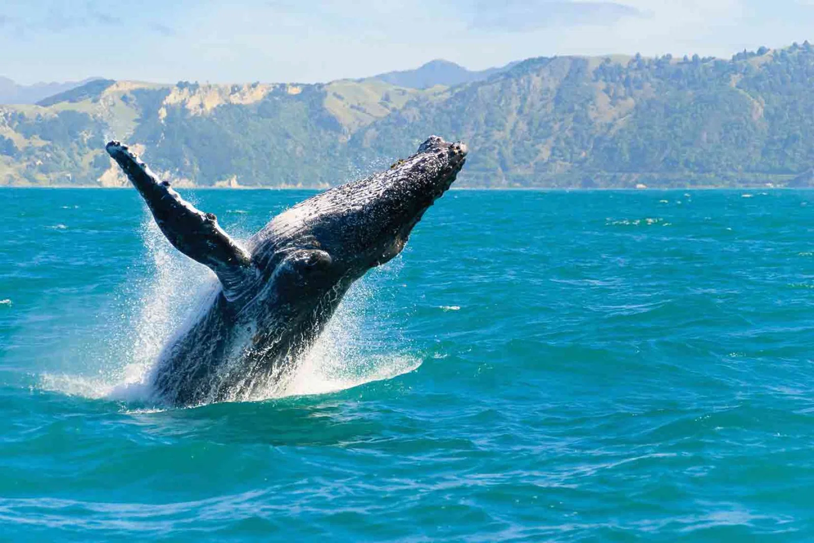 Kaikoura-Humpback-Whale-Credit-Shutterstock.jpg