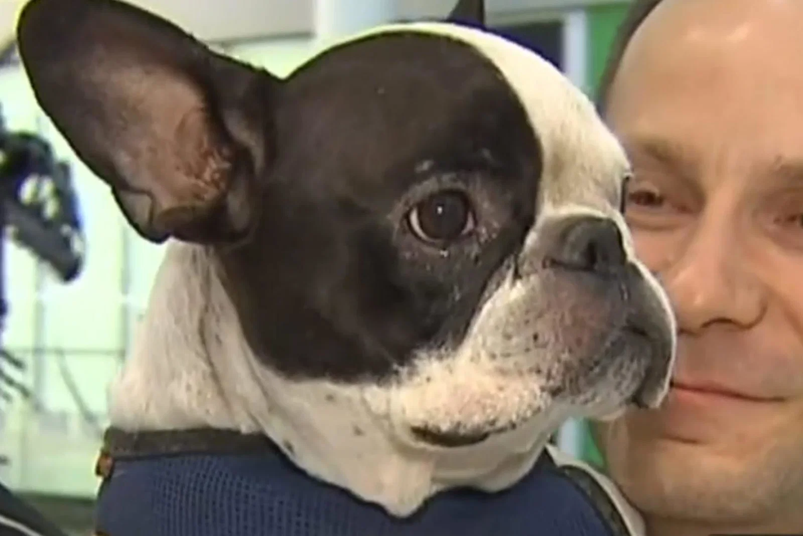 French bulldog2