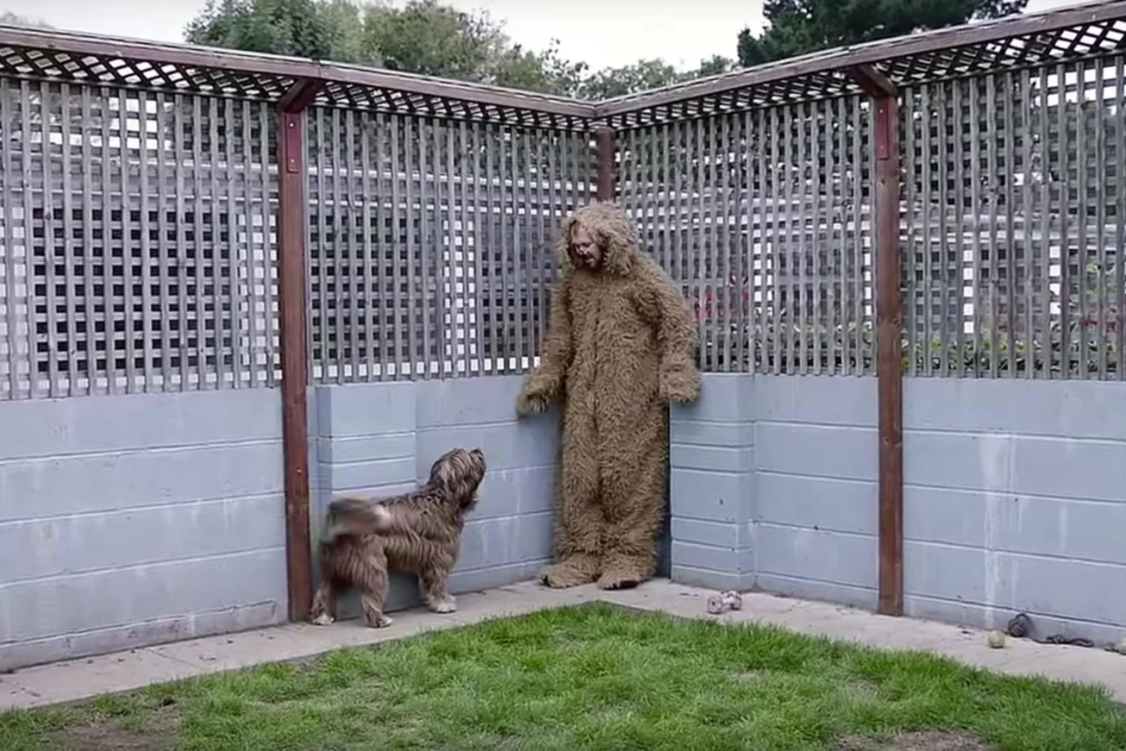 dog.jpg