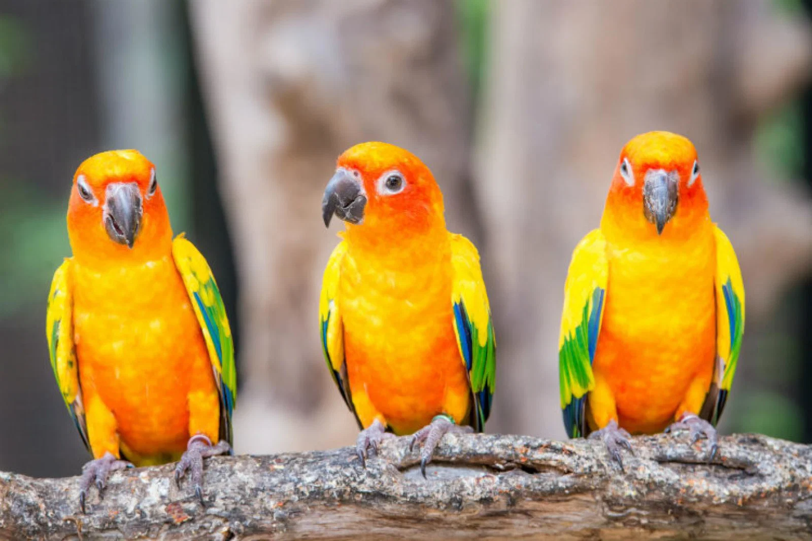 Parrots.jpg