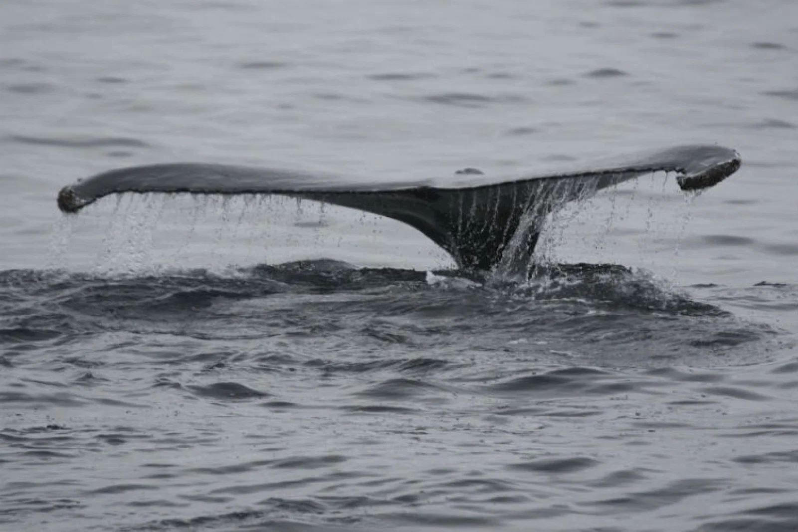 Whale tail fin