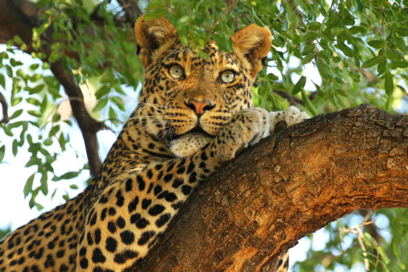 Leopard.jpg