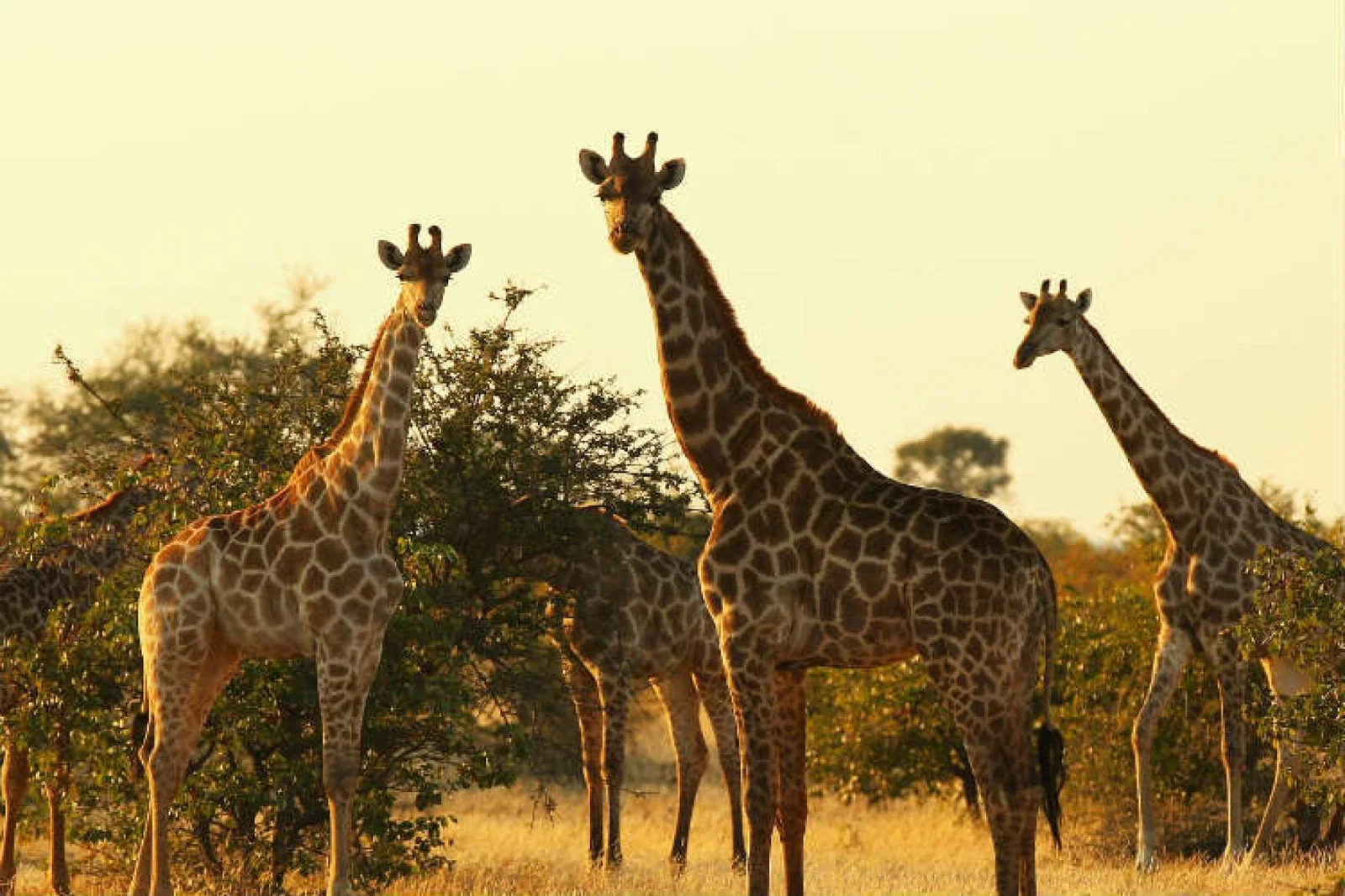 Giraffe, safari, Africa