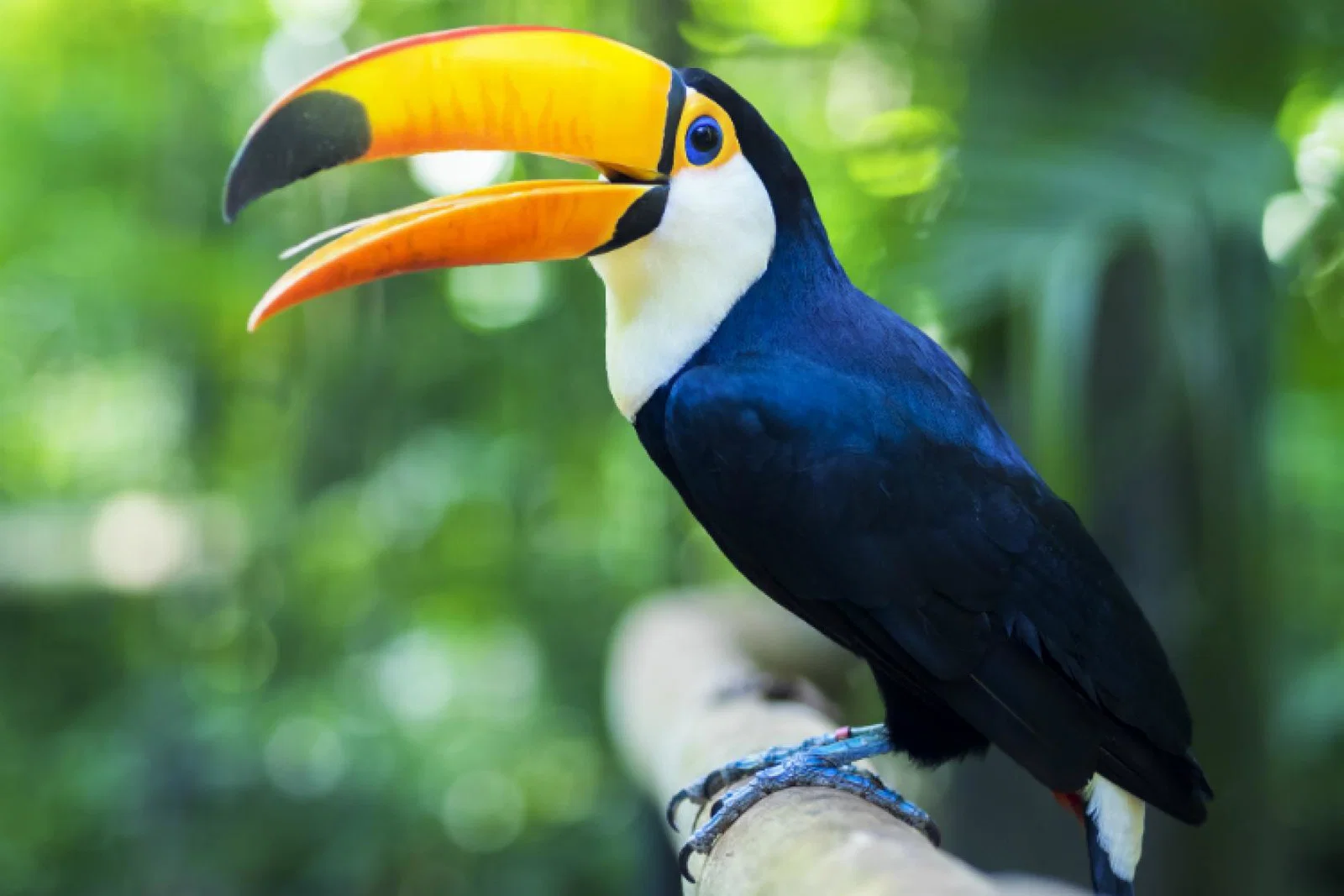 Toucan ThinkstockPhotos-504784032.jpg