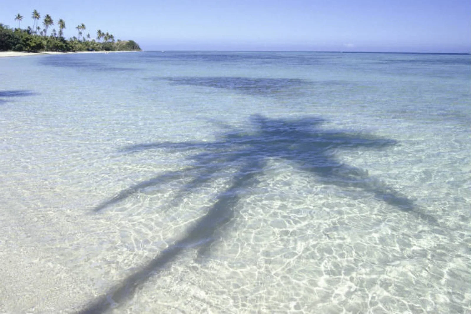 Fiji palm tree ThinkstockPhotos-71260527