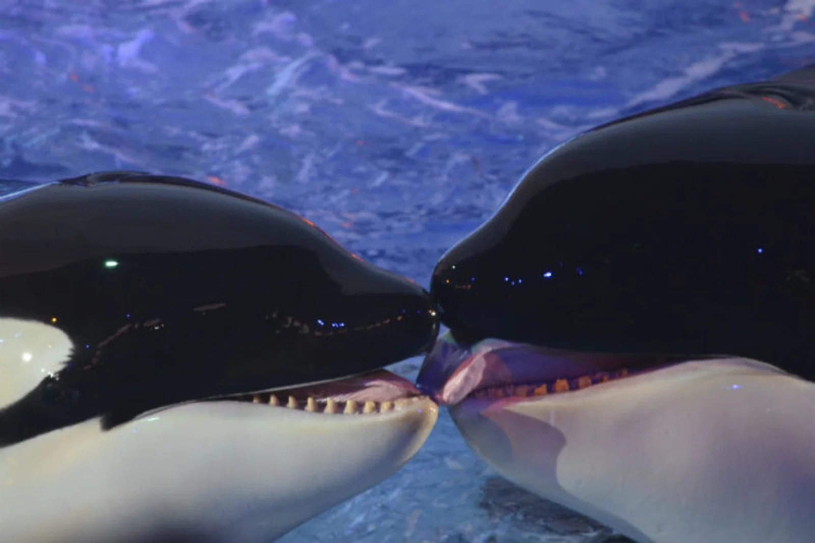 SeaWorld orca killer whale ThinkstockPhotos-467244249