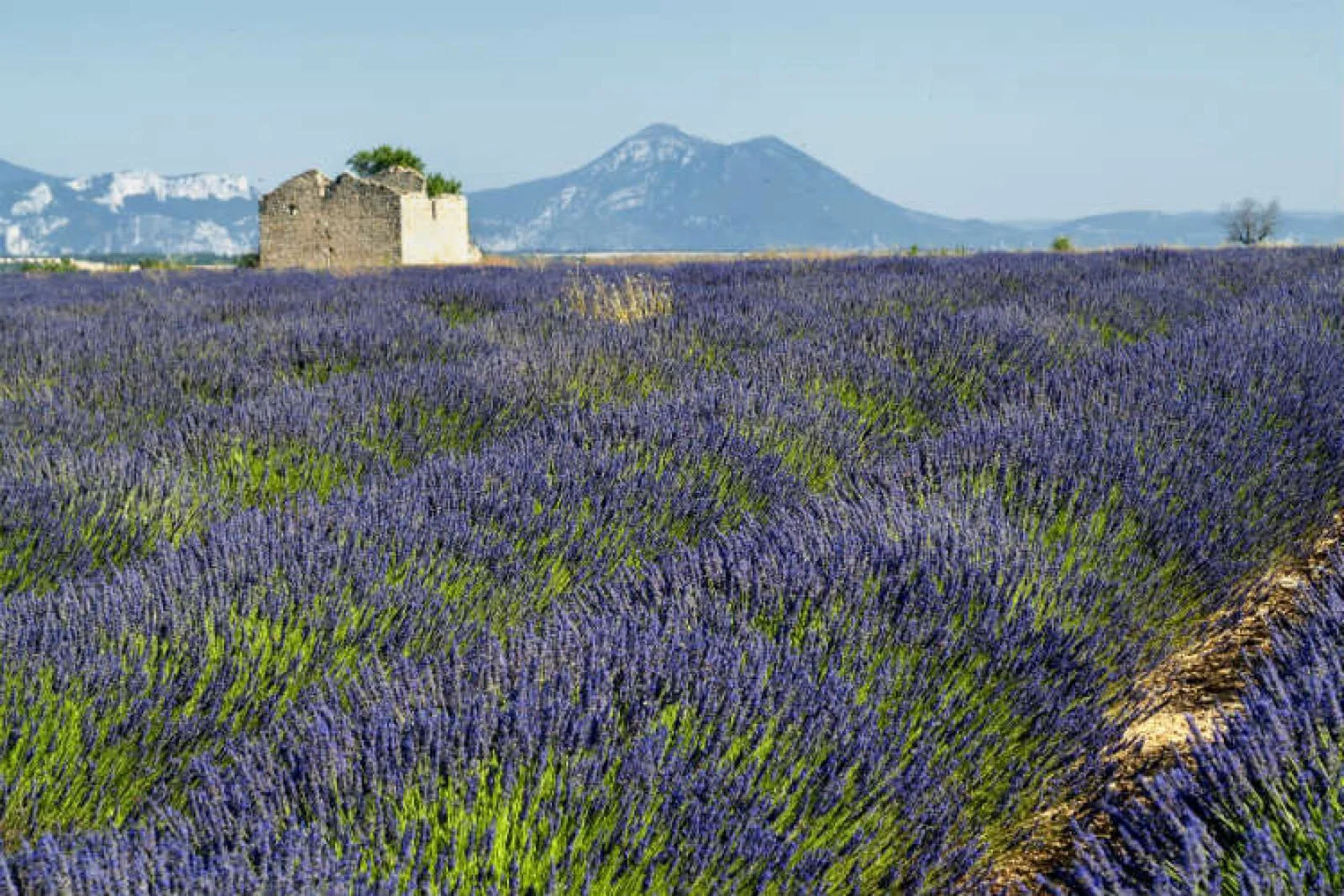 Provence Lavender ThinkstockPhotos-518710120