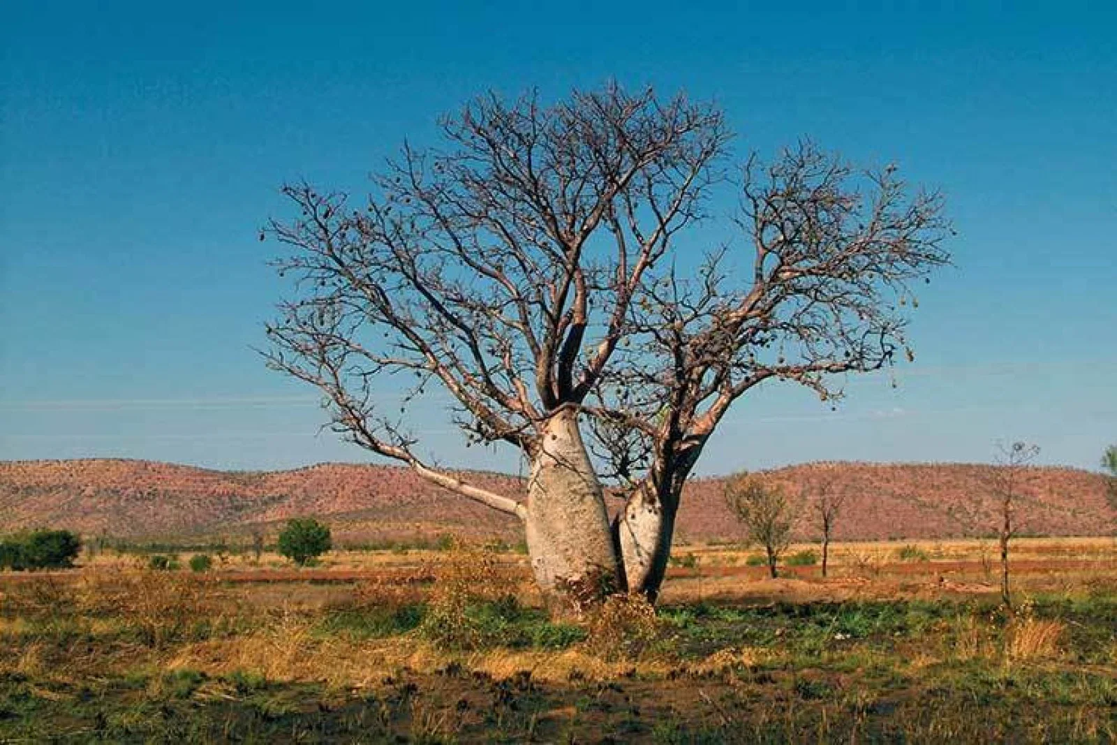 Boab-Tree Western Australia Kimberley National Park
