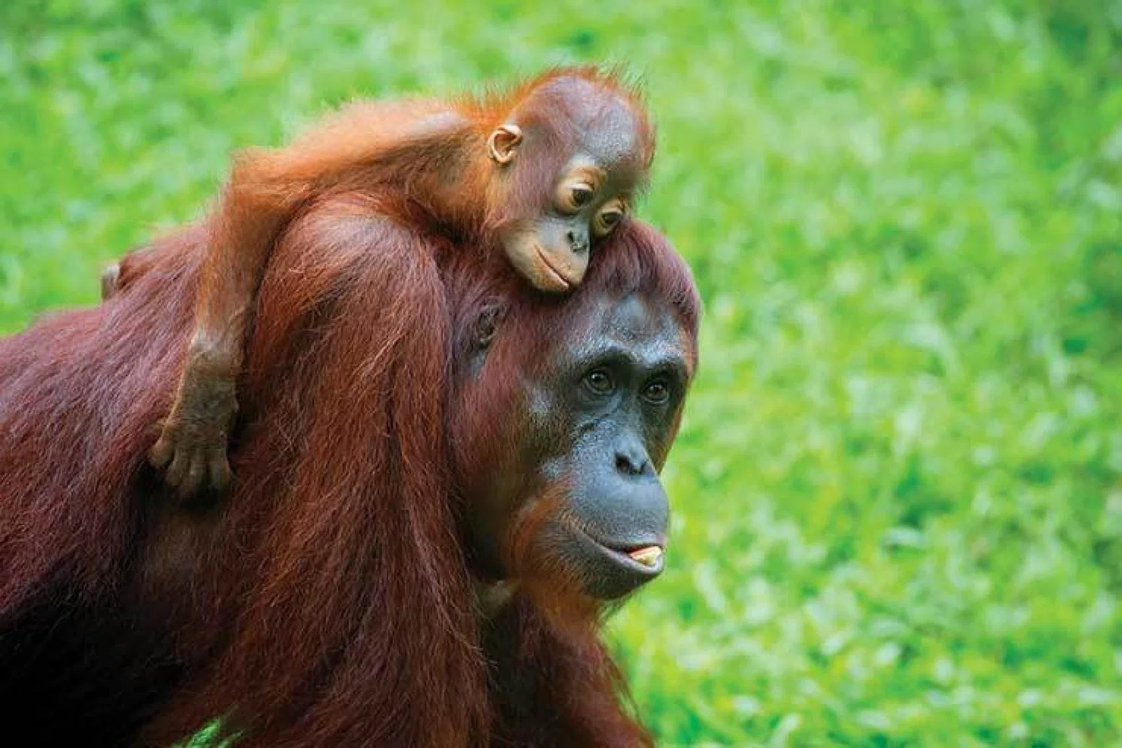Malaysia Borneo orangutan with baby