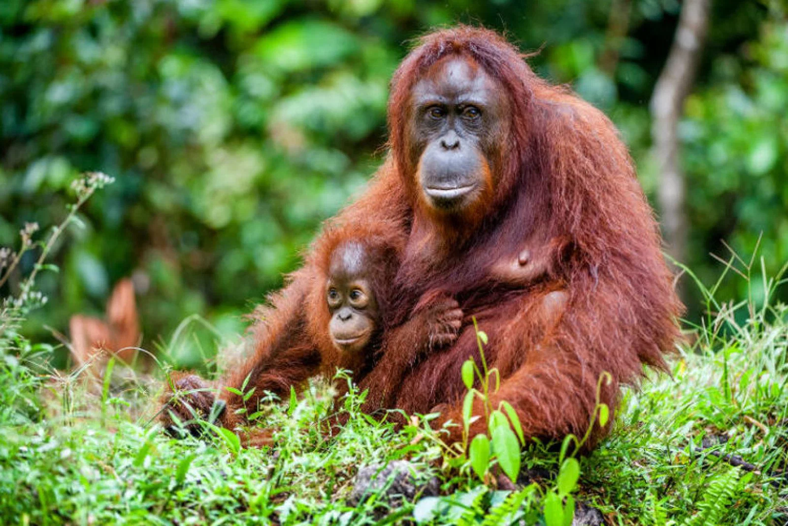 Orangutan.jpg