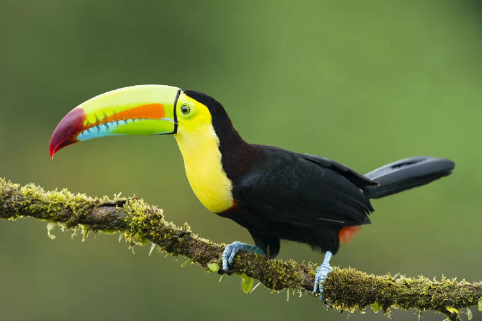 Toucan istock.jpg
