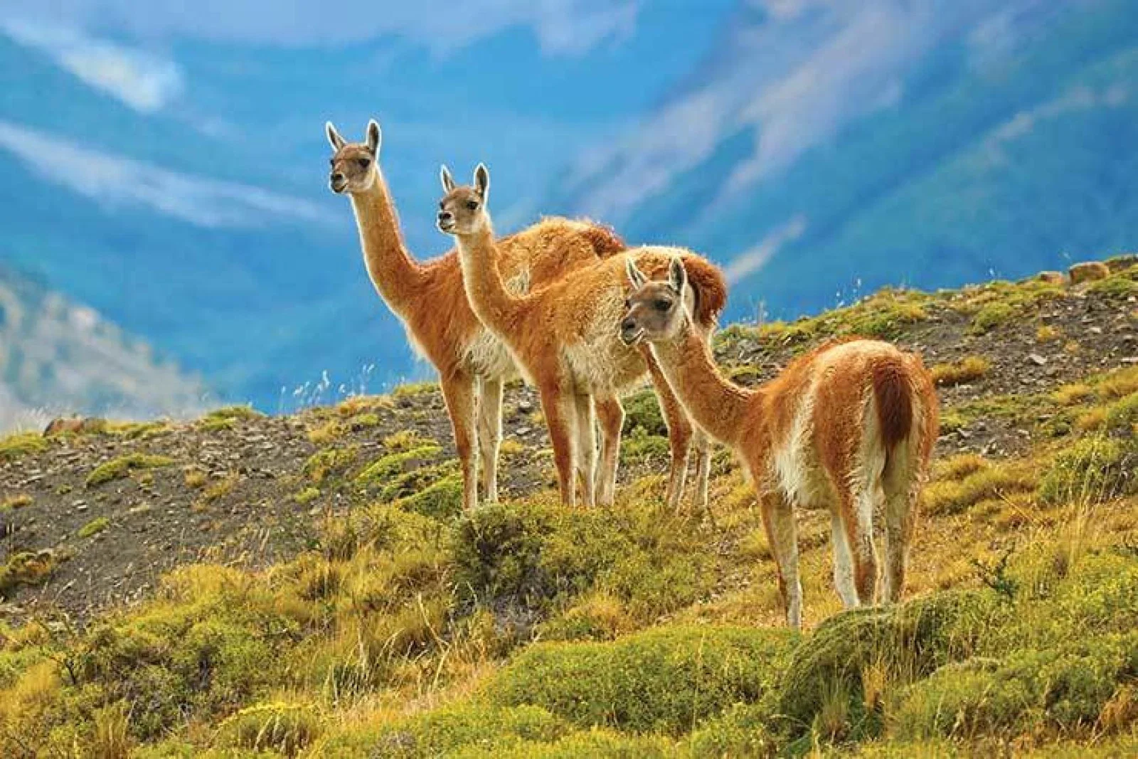 Llamas on Andean mountainside in Chile