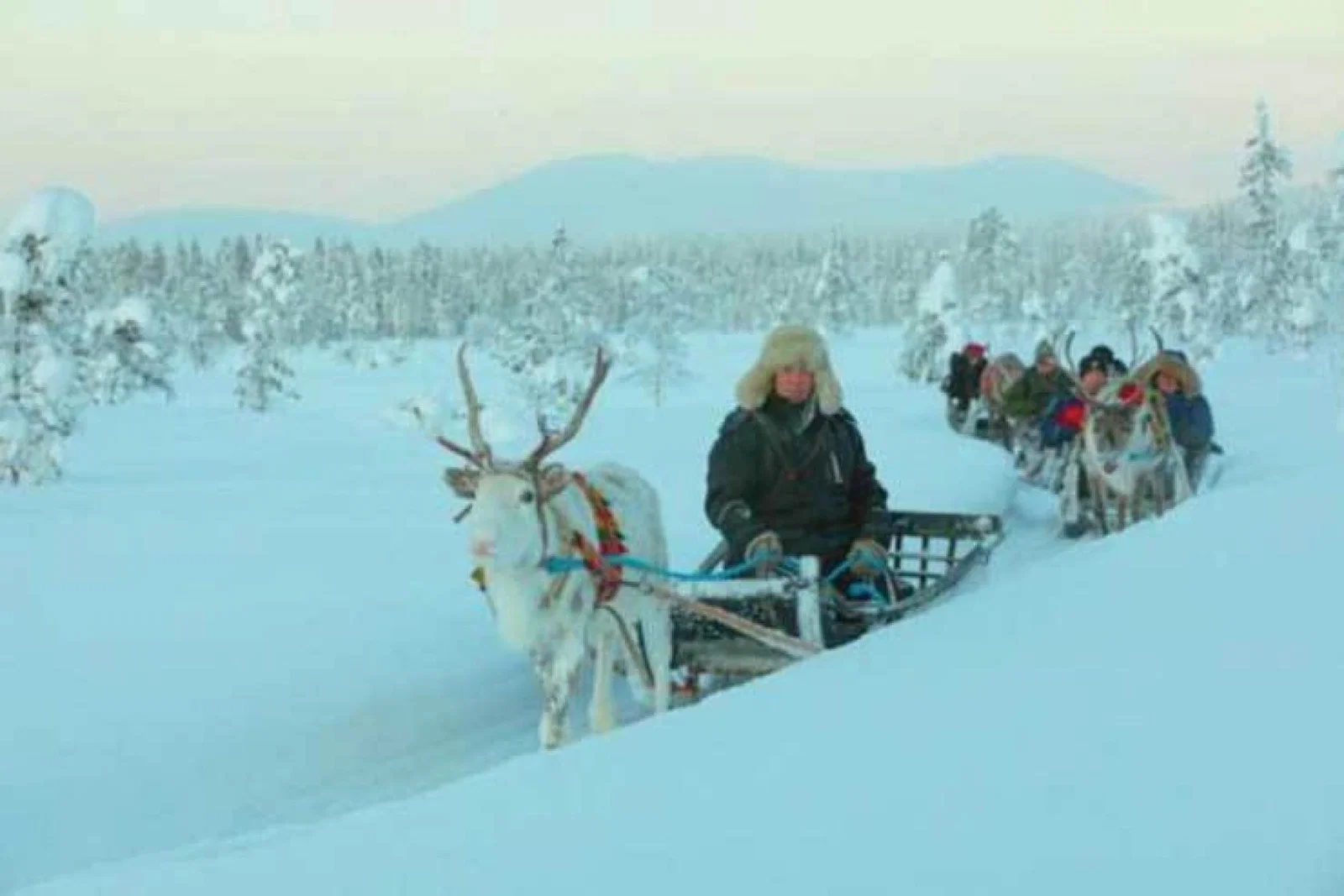 Superbreak husky