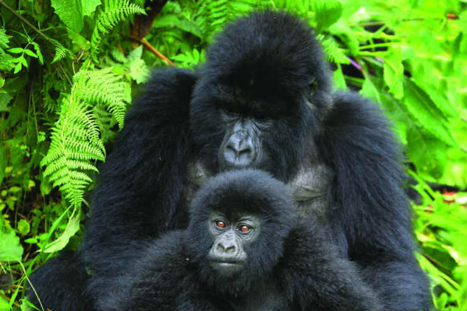 Dad and son Gorilla.jpg