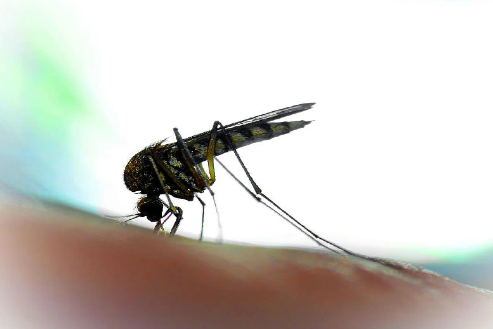 Zika iStock-511319998.jpg
