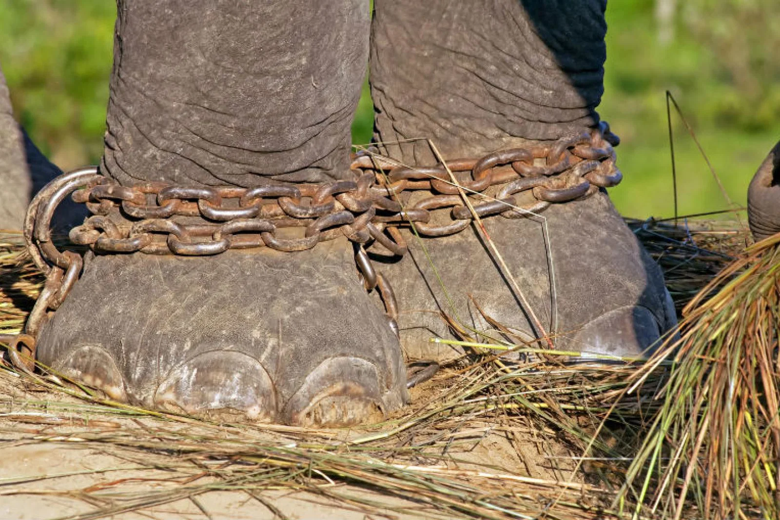 Elephant chains .jpg