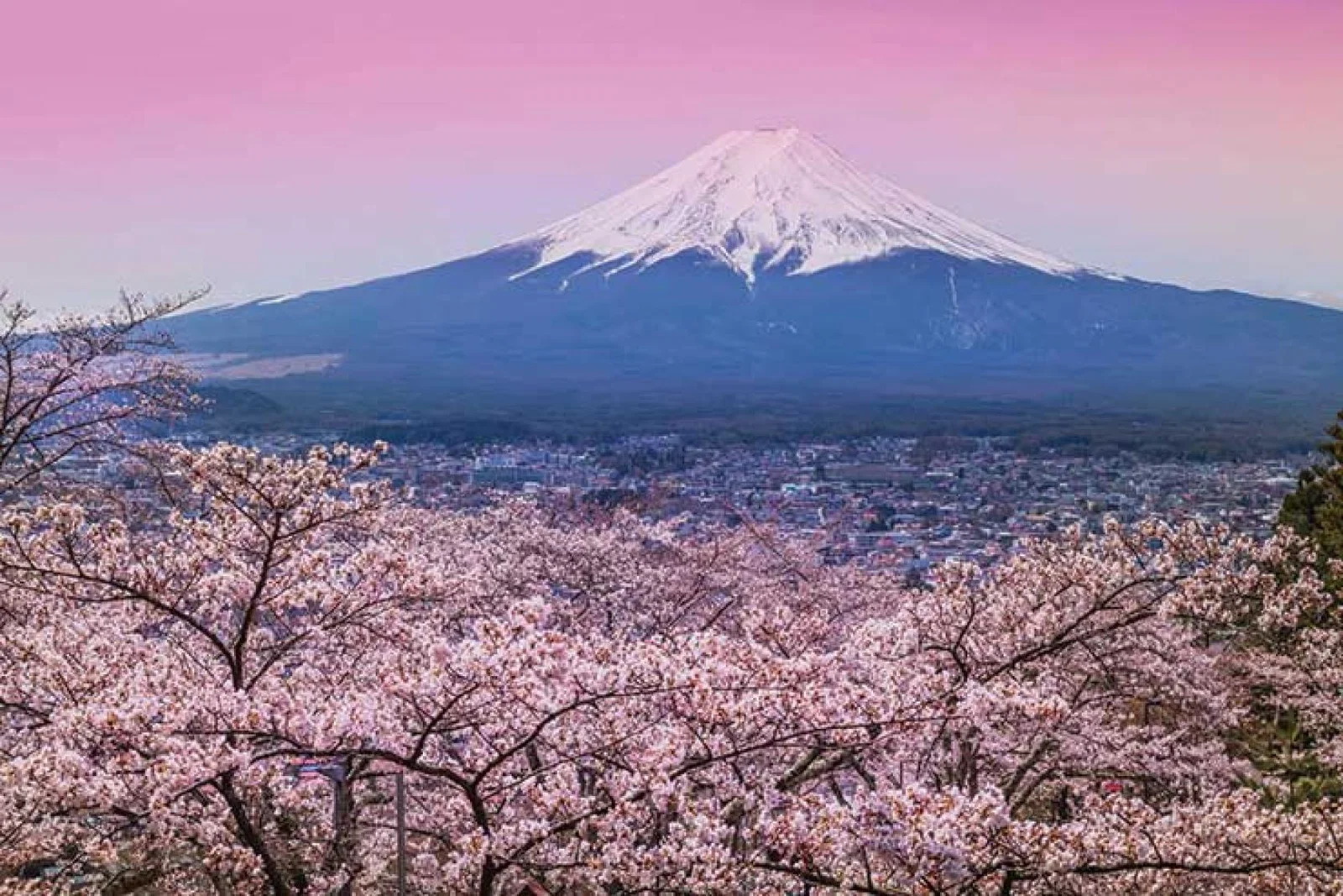 InsideJapan Tours is forecasting a strong 2021 now the Olympics has been postponed