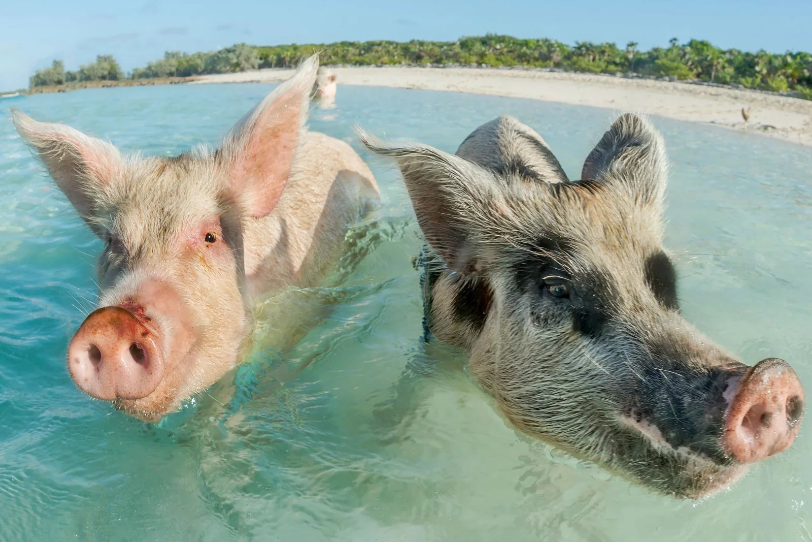 pigs edit.jpg
