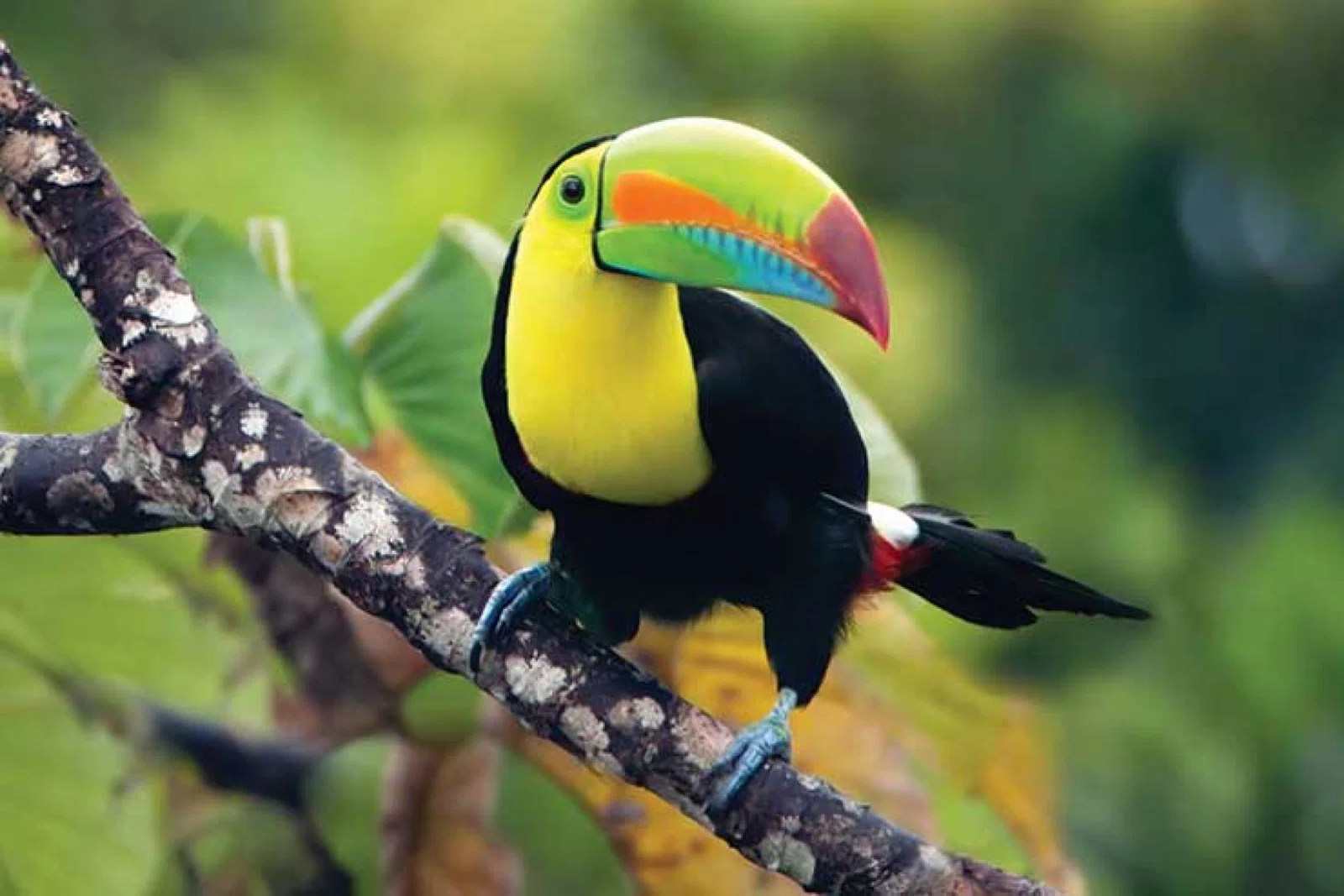 Toucan in the jungle, Costa Rica iStock-135357791.jpg