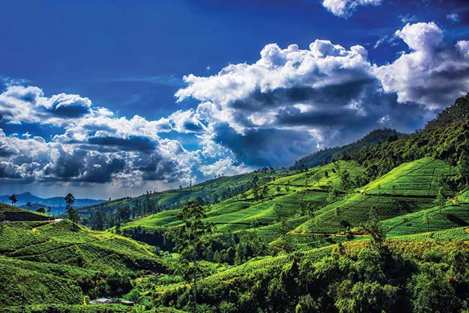 Sri Lanka iStock-540382128