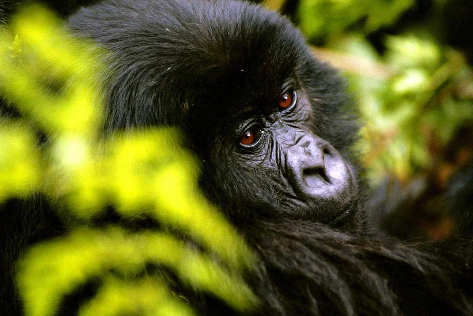 WEB-Gorilla-image-.jpg