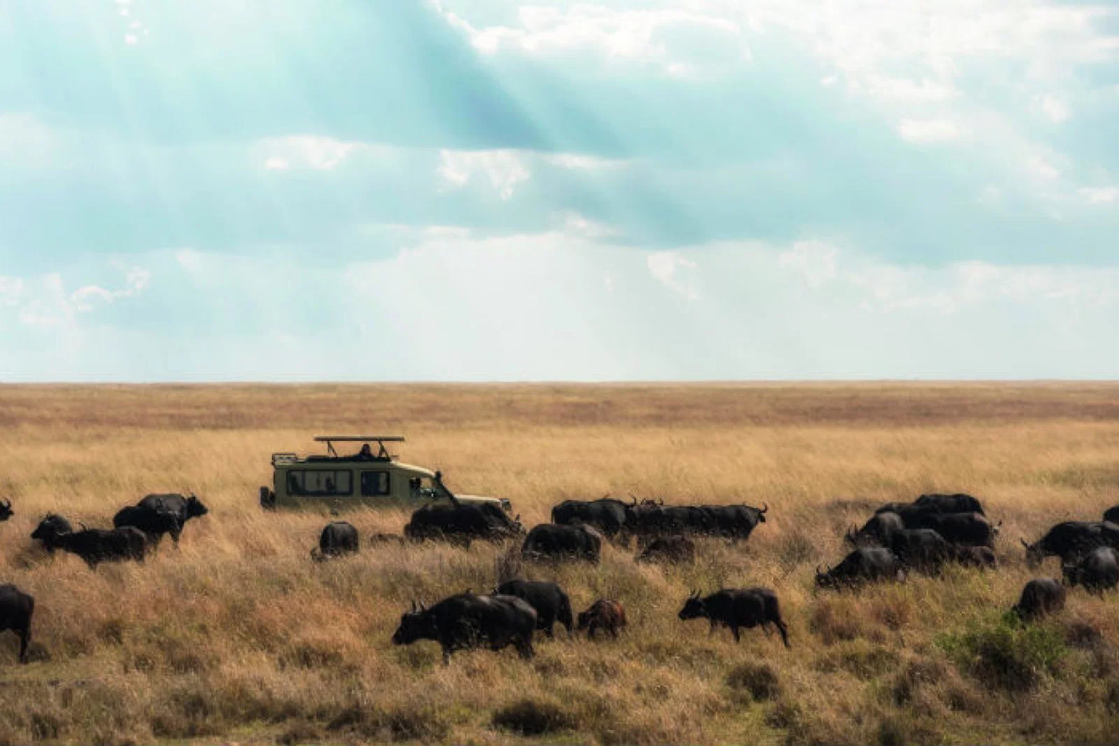 Wildlife travel show edit.jpg